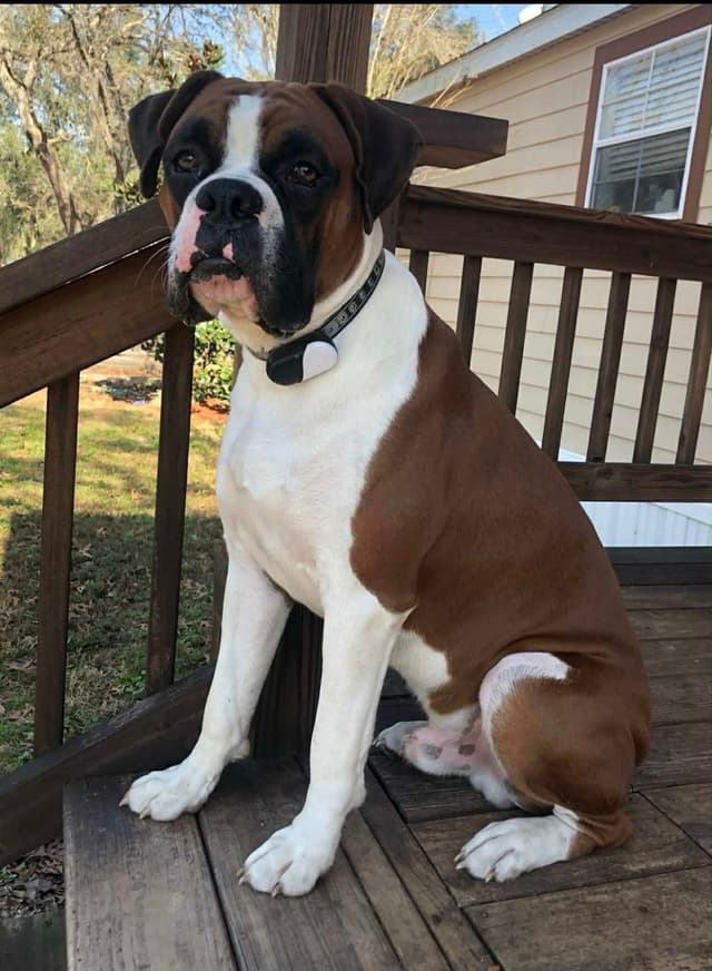 Boxer Puppies media 5