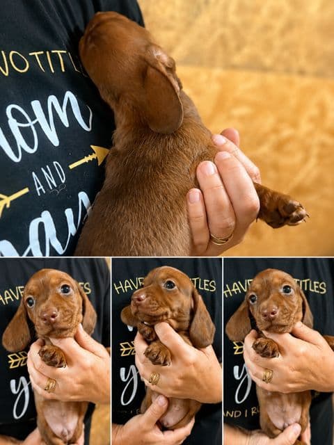 Black & Tan, Black & Cream, and Shaded Cream Dachshund Puppies media 2