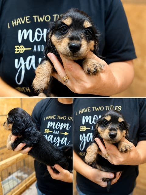 Black & Tan, Black & Cream, and Shaded Cream Dachshund Puppies media 3