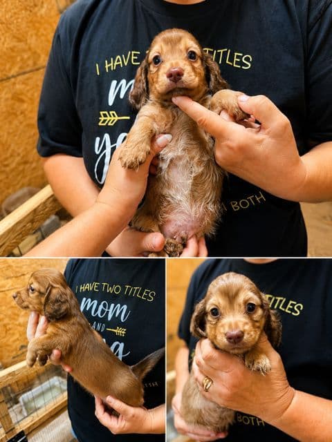 Black & Tan, Black & Cream, and Shaded Cream Dachshund Puppies media 4