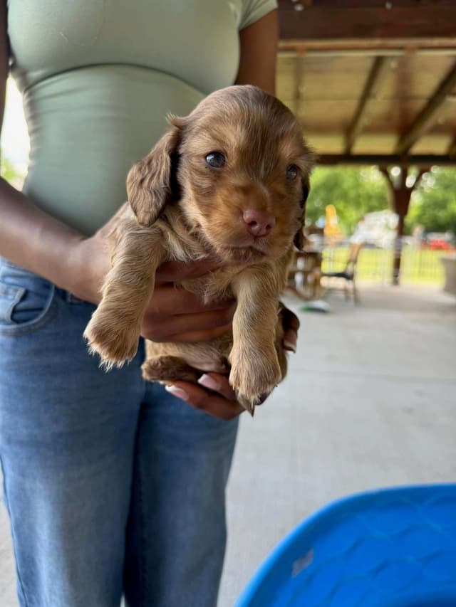 Black & Tan, Black & Cream, and Shaded Cream Dachshund Puppies media 5