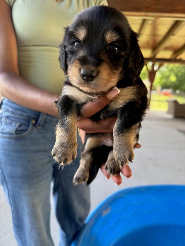 Black & Tan, Black & Cream, and Shaded Cream Dachshund Puppies media 7