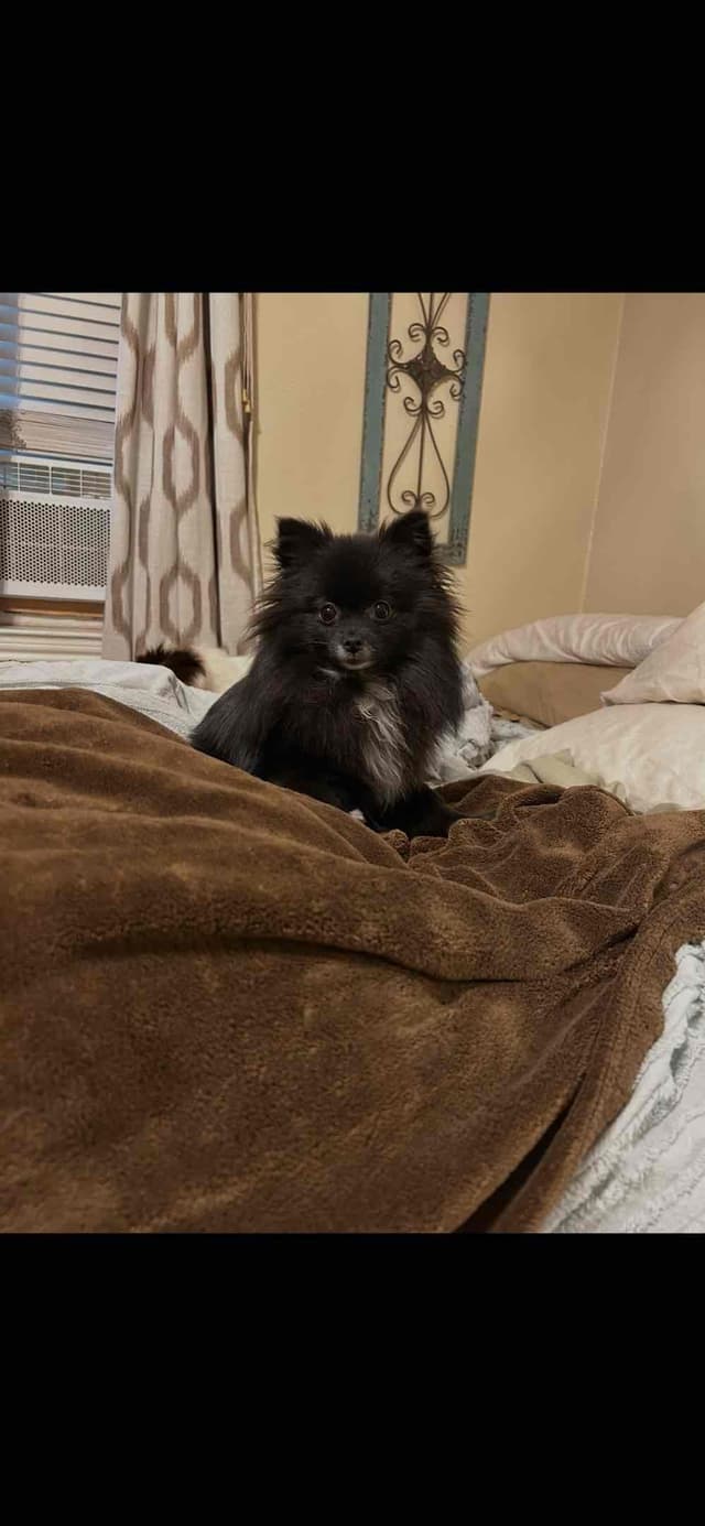 Pomeranian Puppies media 5