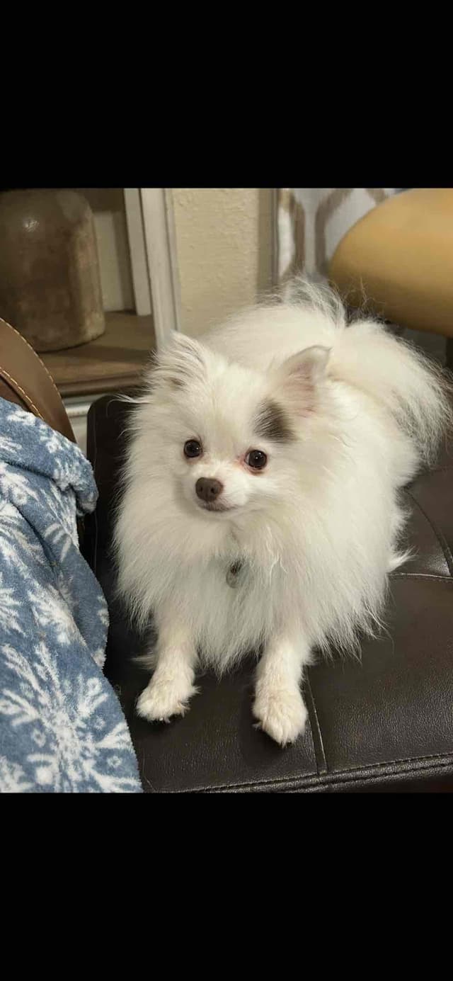 Pomeranian Puppies media 8