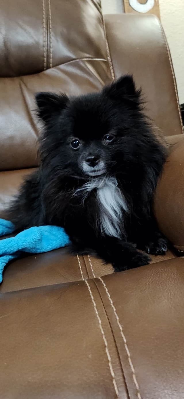 Pomeranian Puppies media 10