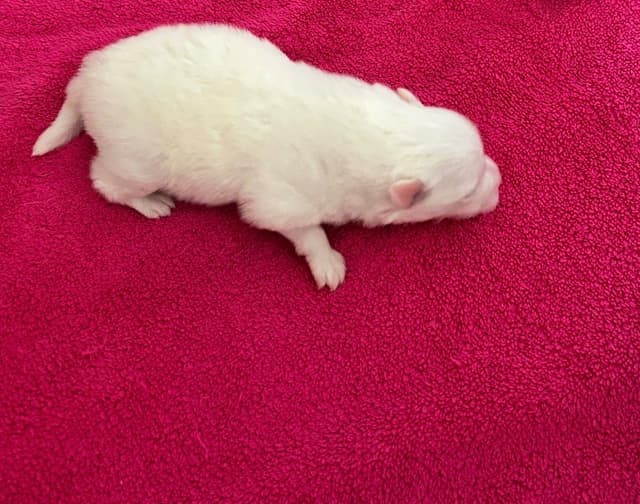 Pomeranian Puppies media 9