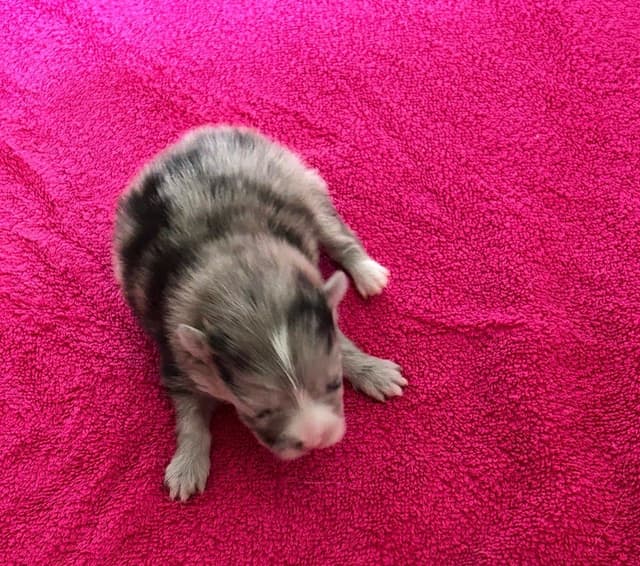 Pomeranian Puppies media 12