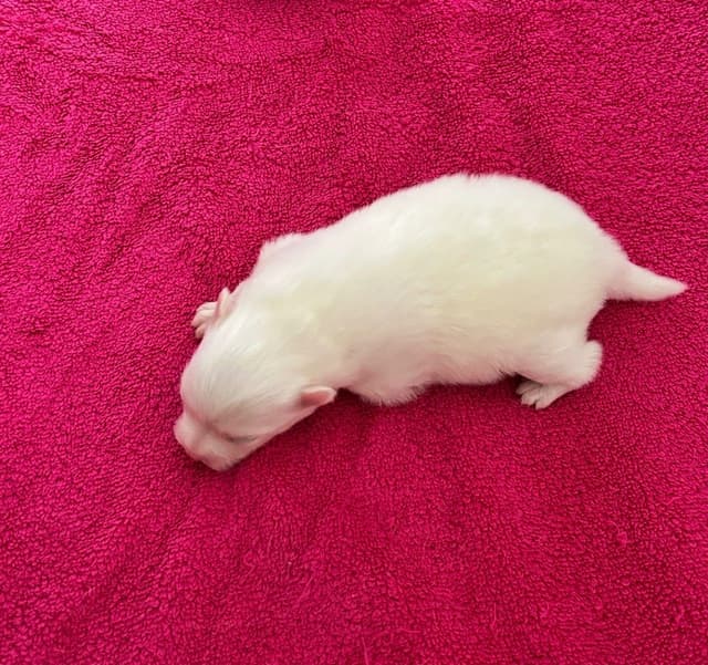 Pomeranian Puppies media 13