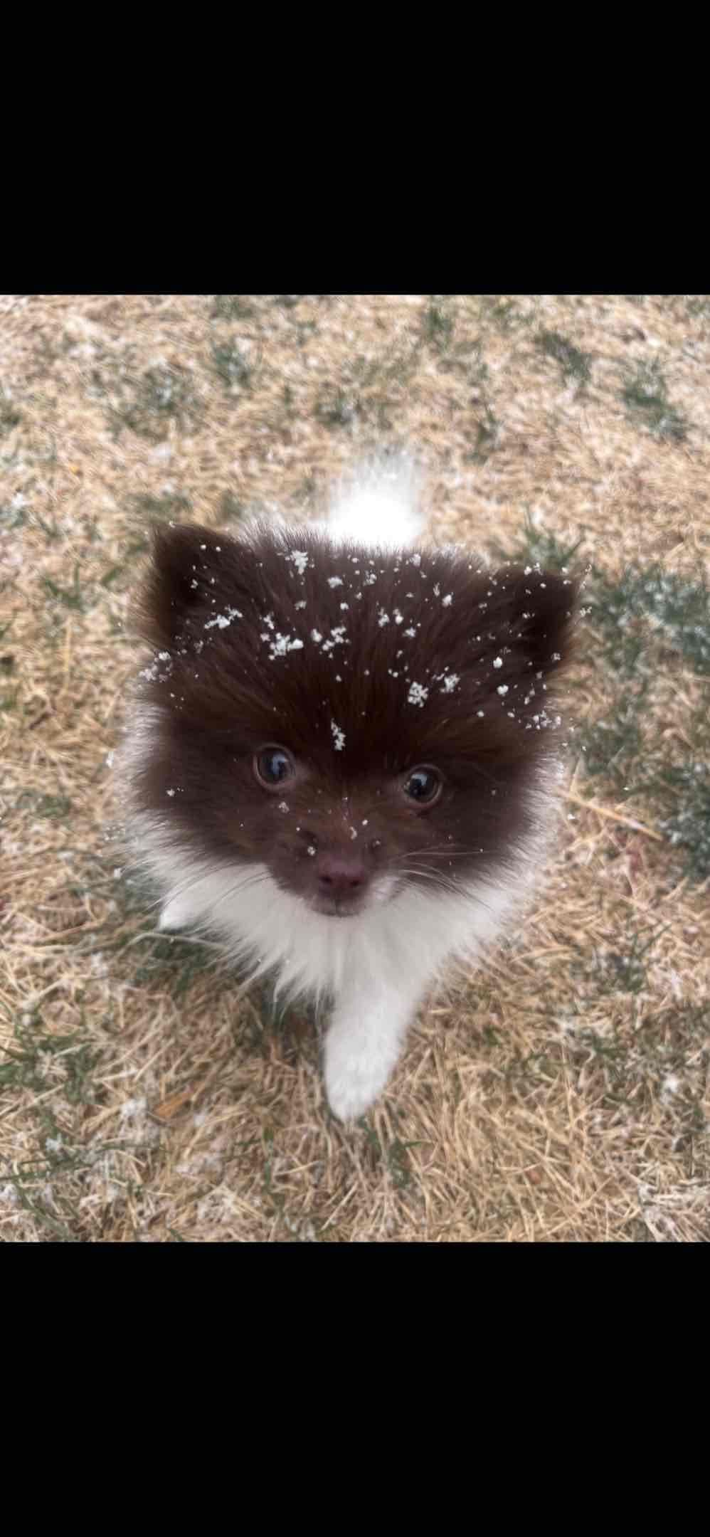 Pomeranian Puppies breeder image 1