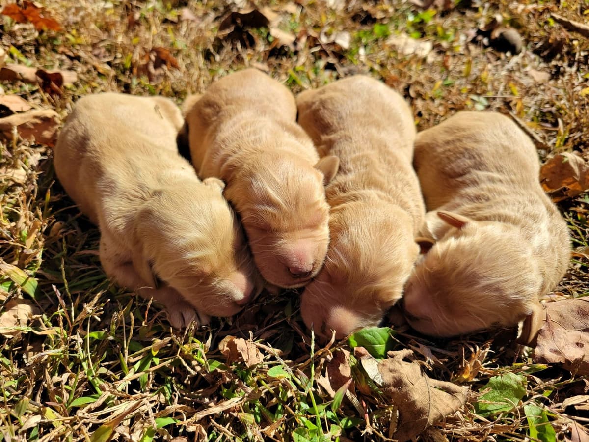 Golden Retriever Puppies breeder image 2