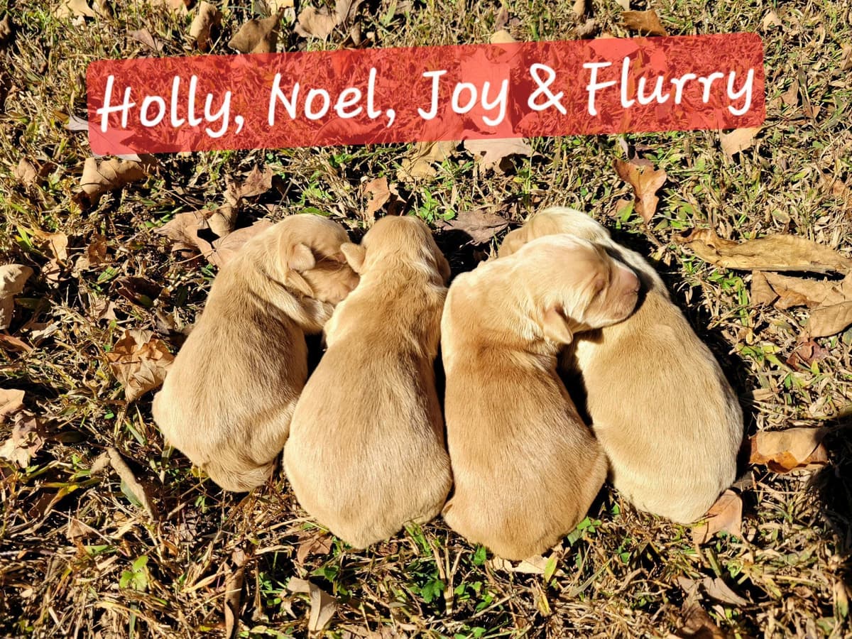 Golden Retriever Puppies breeder image 3