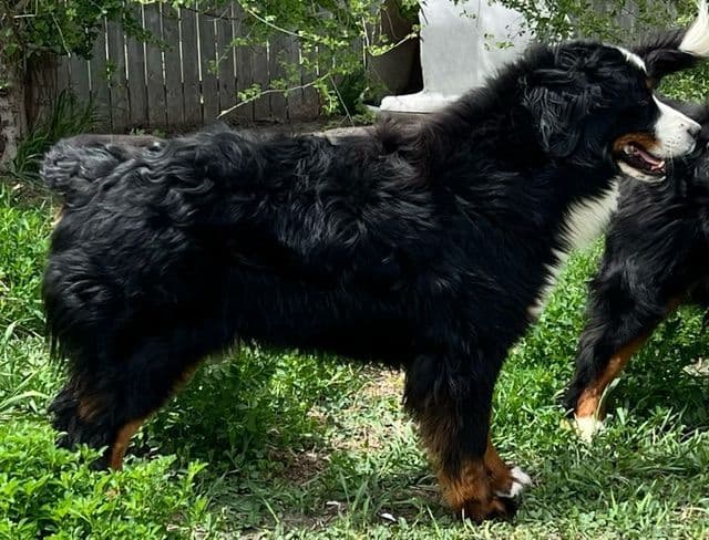 Bernese Mountain Dog Puppies media 2