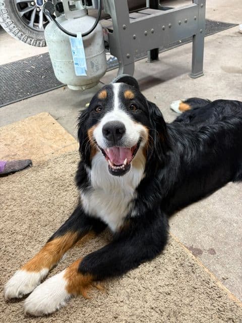 Bernese Mountain Dog Puppies media 3