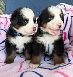 Bernese Mountain Dog Puppies media 4