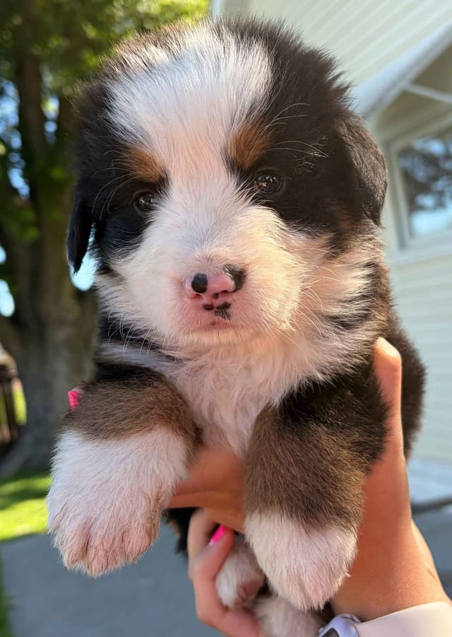 Bernese Mountain Dog Puppies media 5