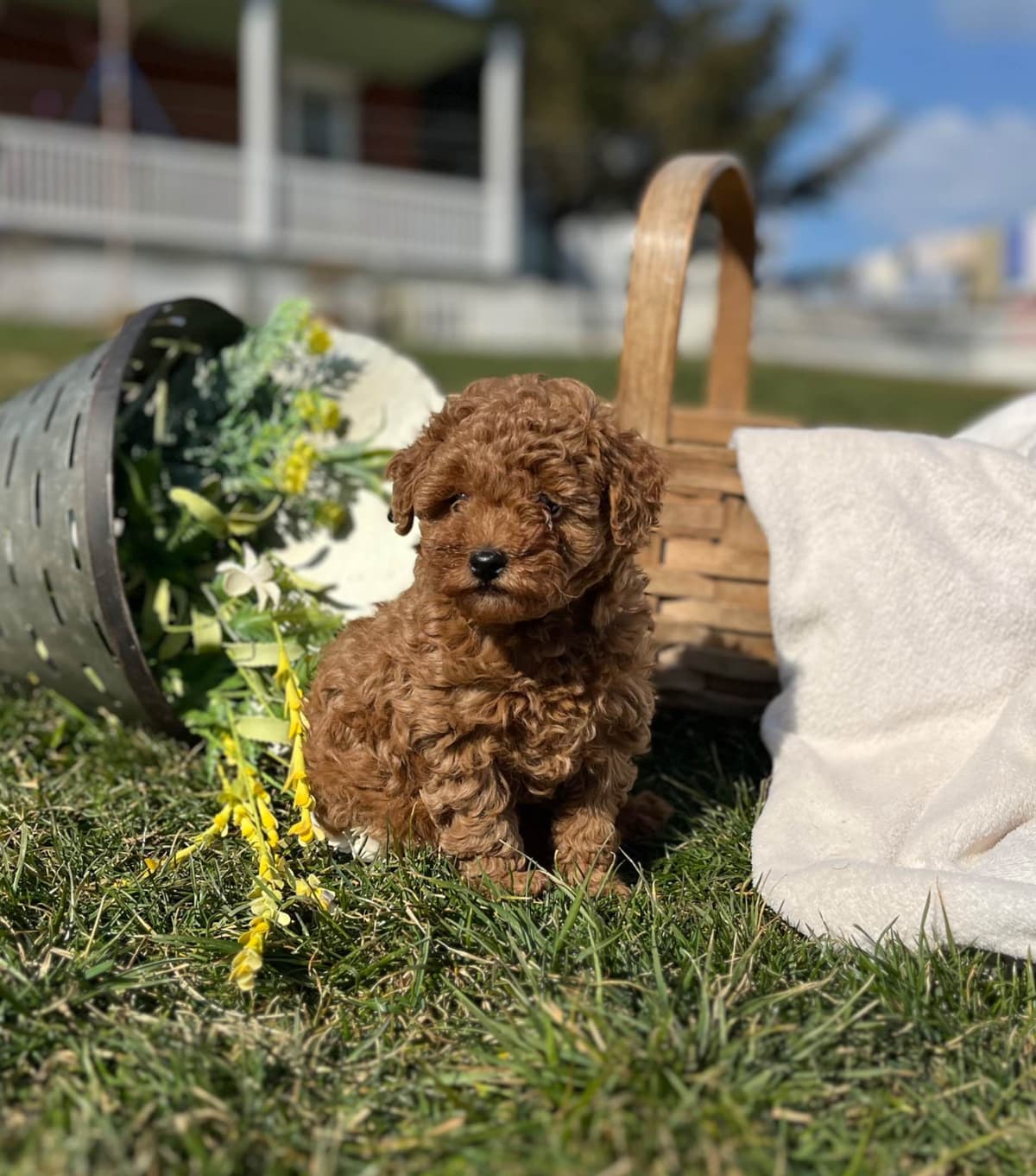 Tiny Red❤️ ToyPoodles 🐩 Call717-786-7960 4lb dad 8lb mom breeder image 2