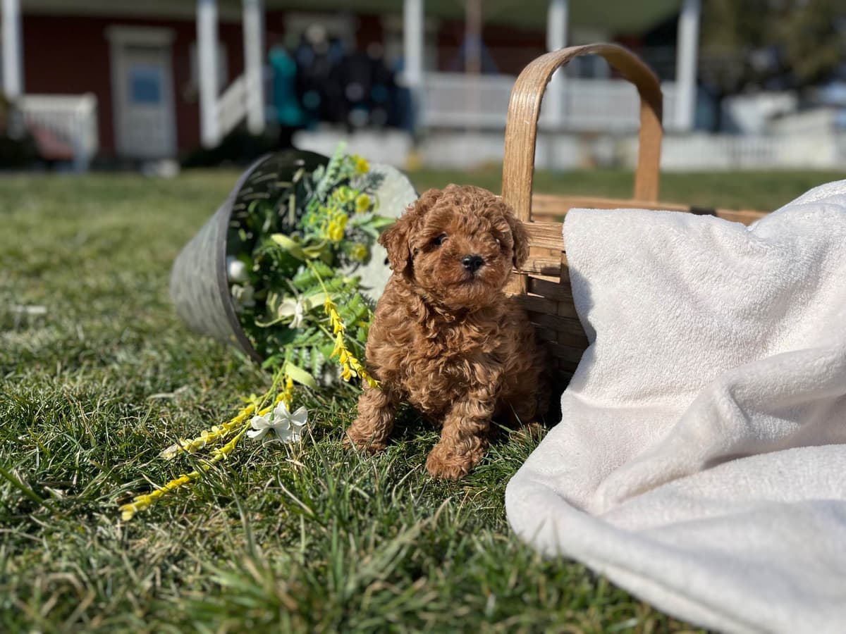 Tiny Red❤️ ToyPoodles 🐩 Call717-786-7960 4lb dad 8lb mom breeder image 4