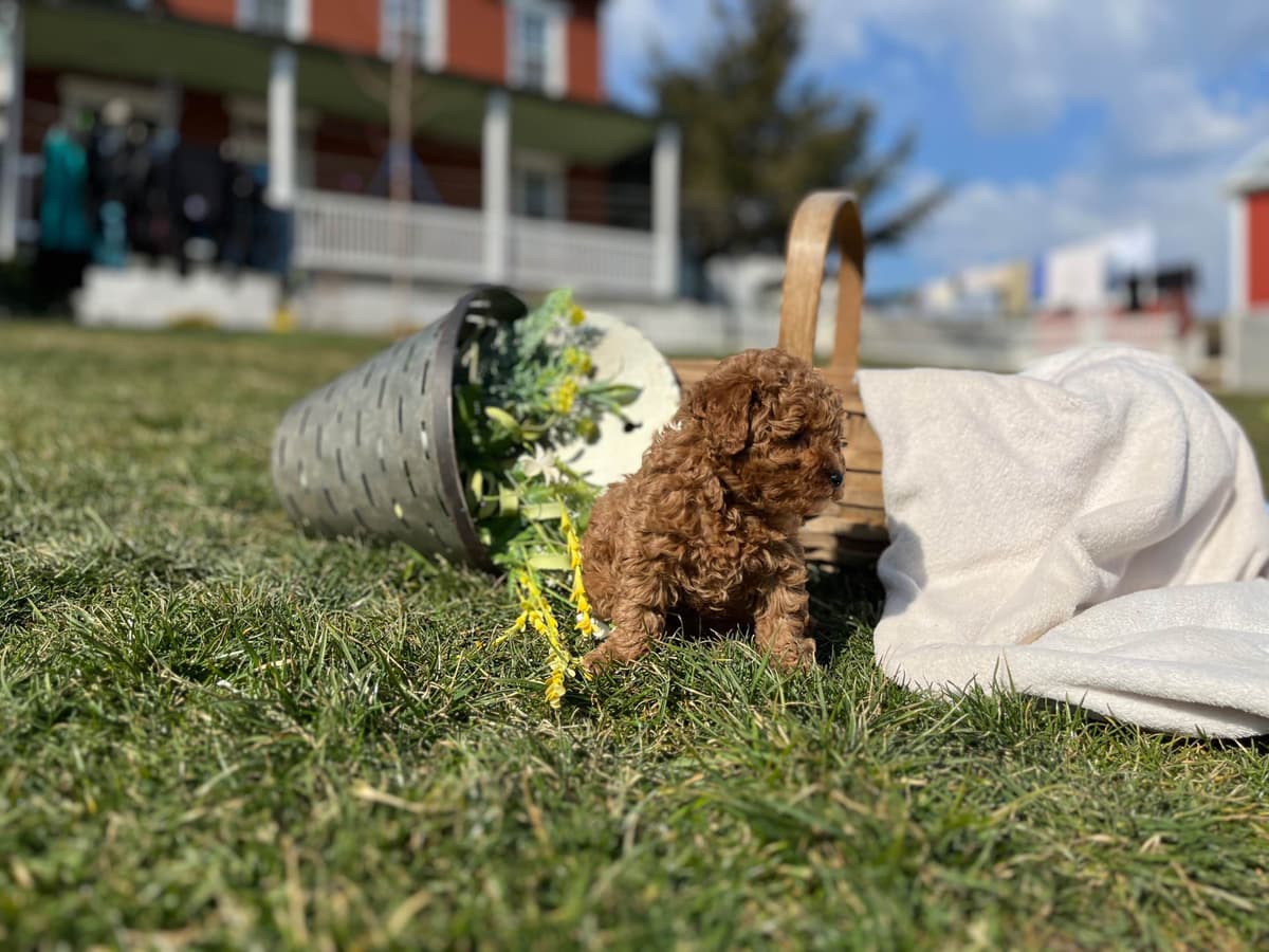 Tiny Red❤️ ToyPoodles 🐩 Call717-786-7960 4lb dad 8lb mom breeder image 3