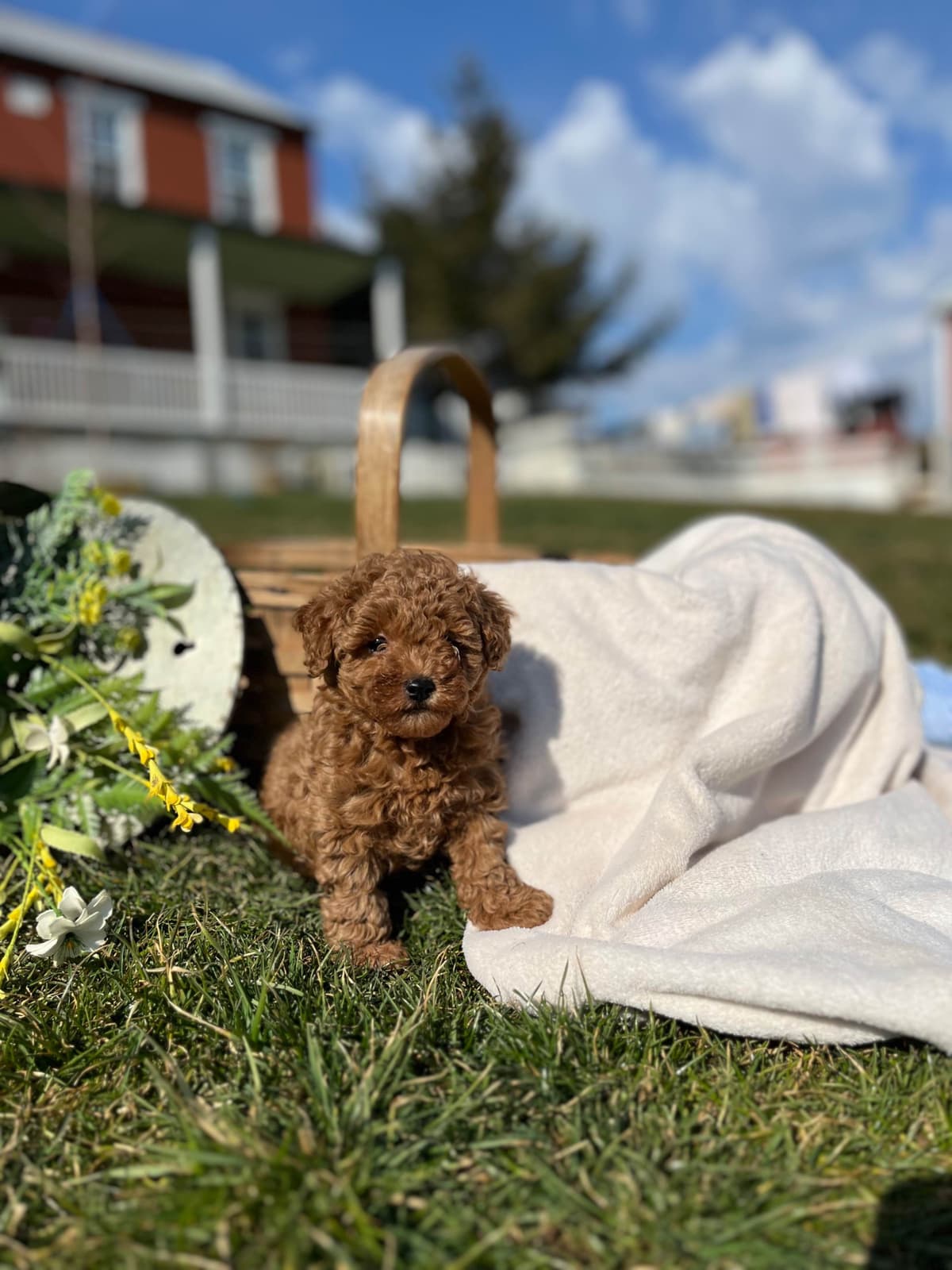 Tiny Red❤️ ToyPoodles 🐩 Call717-786-7960 4lb dad 8lb mom breeder image 5