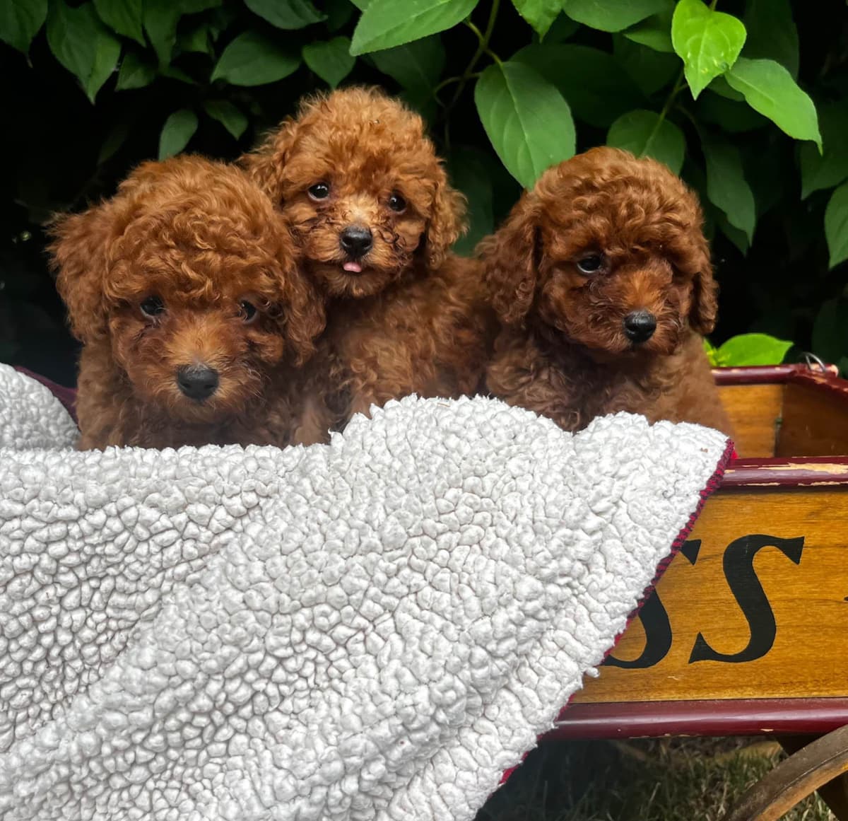 Tiny Red❤️ ToyPoodles 🐩 Call717-786-7960 4lb dad 8lb mom breeder image 1