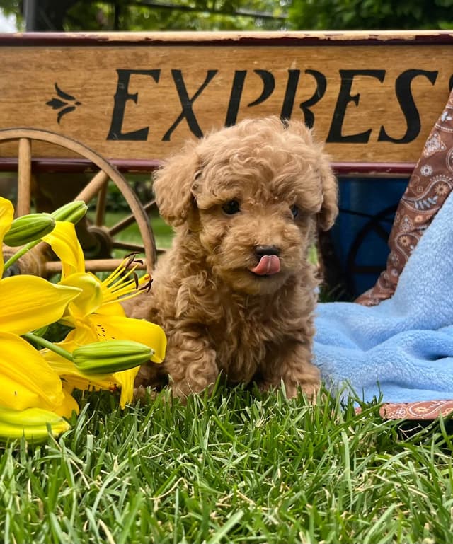 Tiny Red❤️ ToyPoodles 🐩 Call717-786-7960  4lb dad 8lb mom media 10