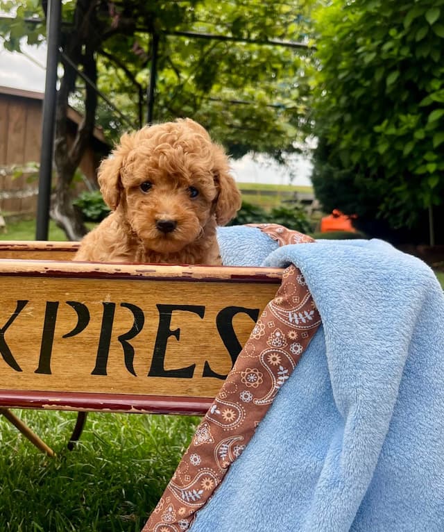 Tiny Red❤️ ToyPoodles 🐩 Call717-786-7960  4lb dad 8lb mom media 6