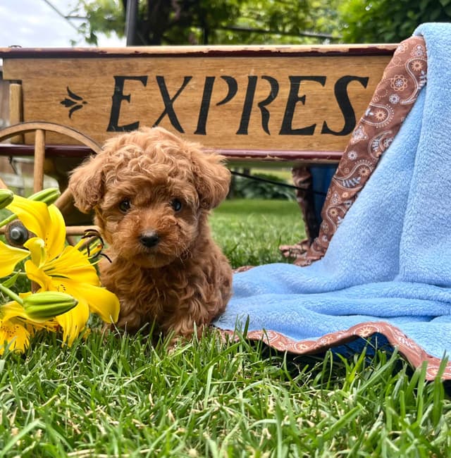 Tiny Red❤️ ToyPoodles 🐩 Call717-786-7960  4lb dad 8lb mom media 2