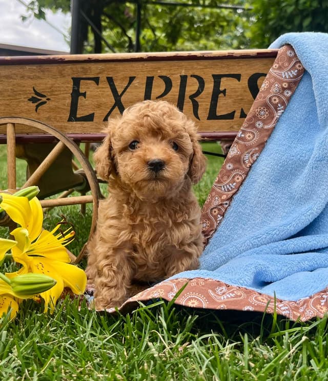 Tiny Red❤️ ToyPoodles 🐩 Call717-786-7960  4lb dad 8lb mom media 7