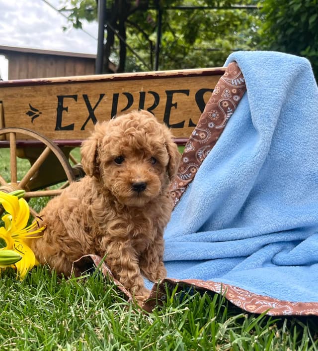 Tiny Red❤️ ToyPoodles 🐩 Call717-786-7960  4lb dad 8lb mom media 5