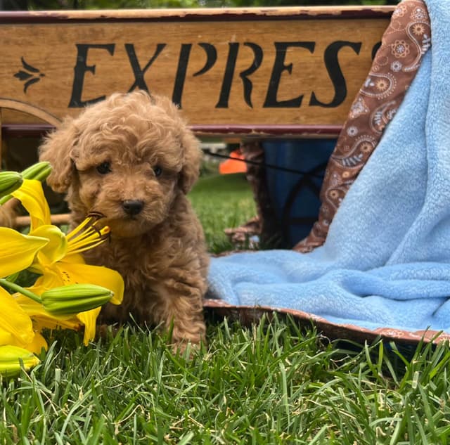 Tiny Red❤️ ToyPoodles 🐩 Call717-786-7960  4lb dad 8lb mom media 9