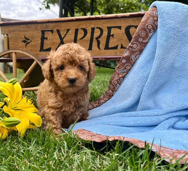 Tiny Red❤️ ToyPoodles 🐩 Call717-786-7960  4lb dad 8lb mom media 4