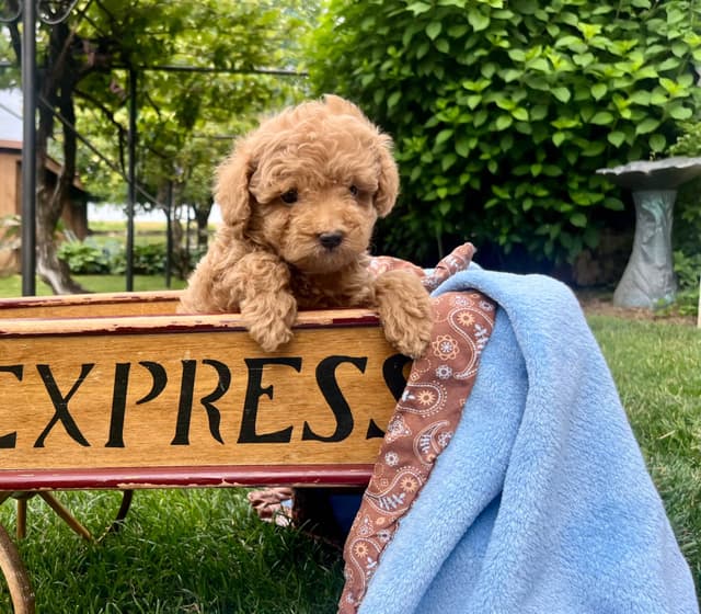Tiny Red❤️ ToyPoodles 🐩 Call717-786-7960  4lb dad 8lb mom media 11