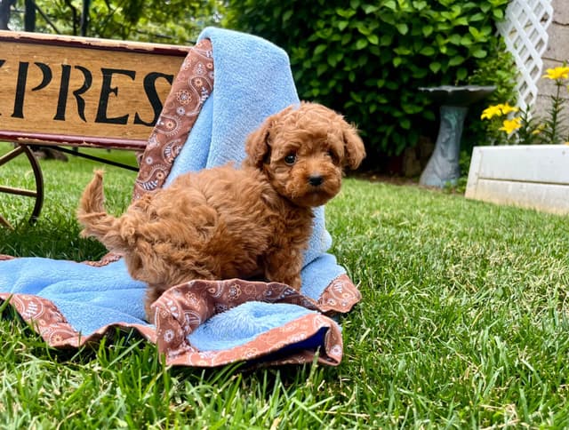 Tiny Red❤️ ToyPoodles 🐩 Call717-786-7960  4lb dad 8lb mom media 3