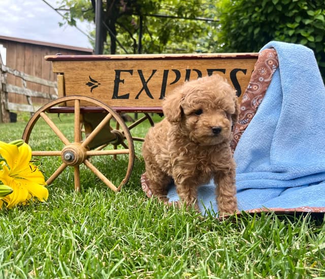 Tiny Red❤️ ToyPoodles 🐩 Call717-786-7960  4lb dad 8lb mom media 12