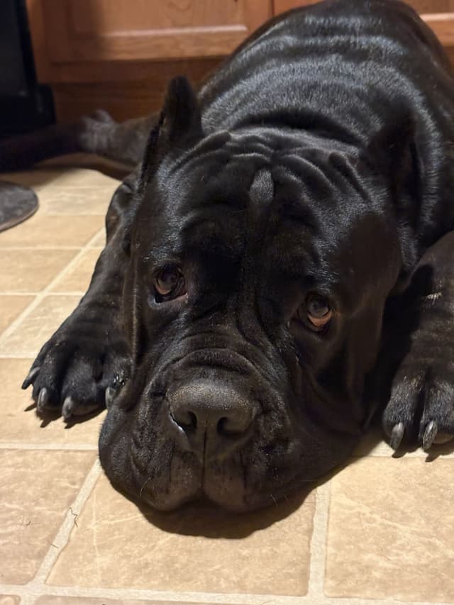 Cane Corso Puppies media 9
