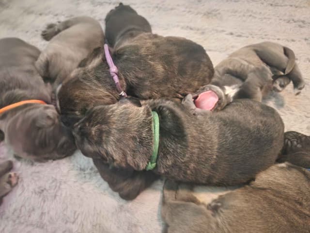 Cane Corso Puppies media 6