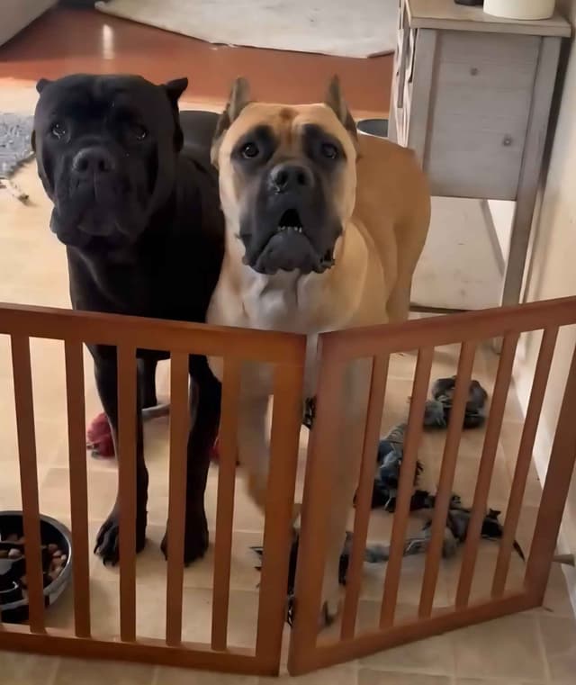 Cane Corso Puppies media 10