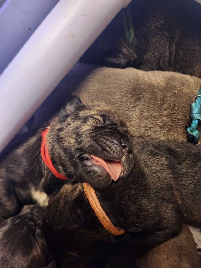 Cane Corso Puppies media 7