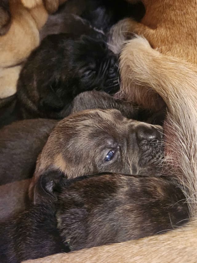 Cane Corso Puppies media 8