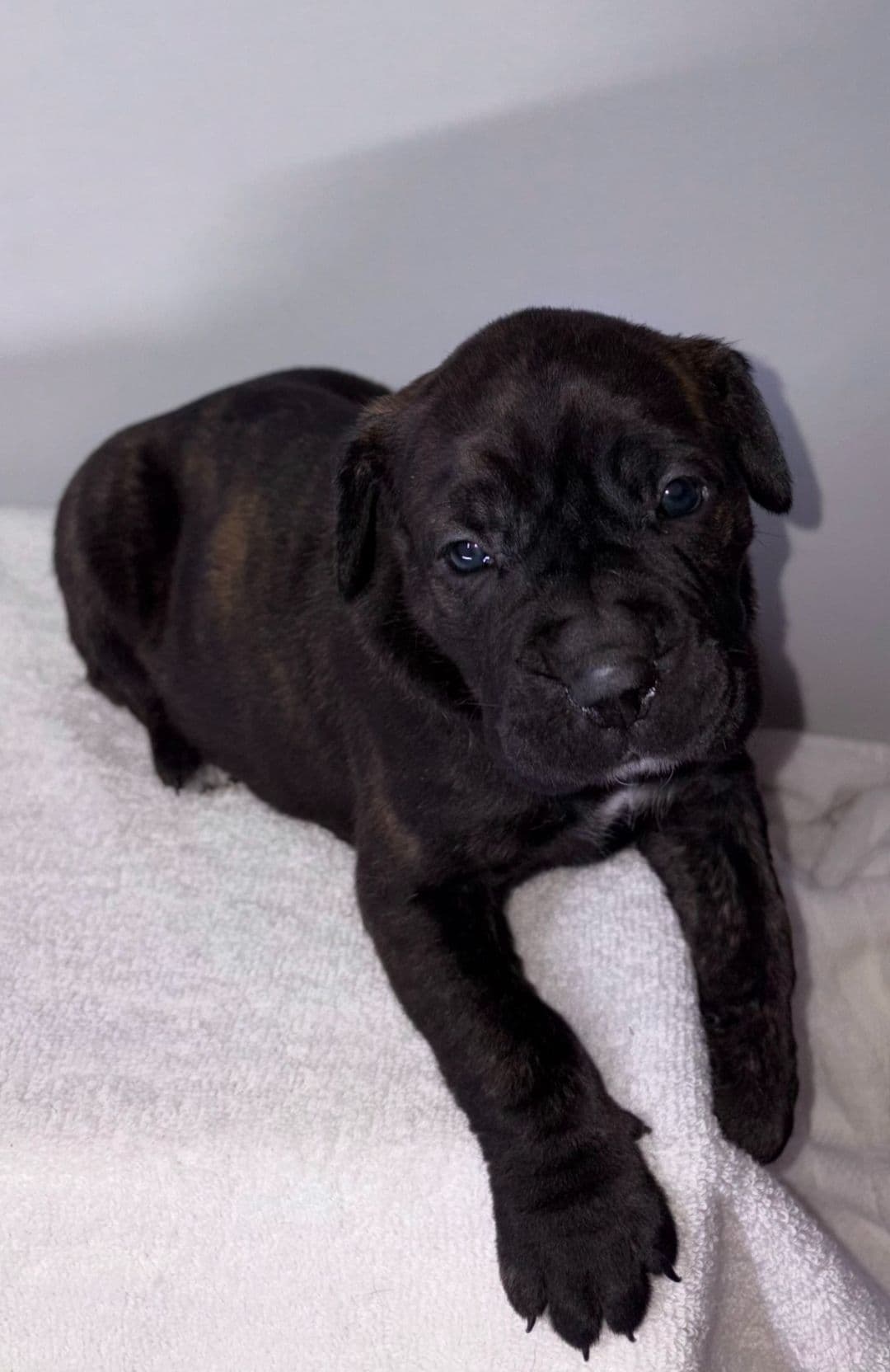 Cane Corso Puppies breeder image 10