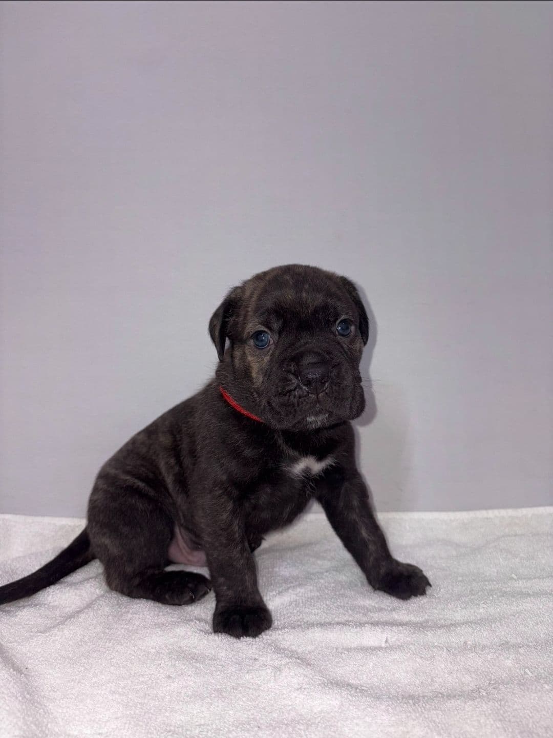 Cane Corso Puppies breeder image 9