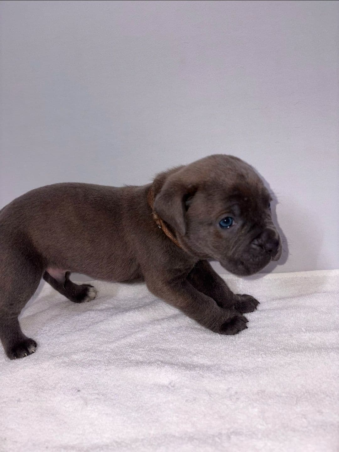 Cane Corso Puppies breeder image 11