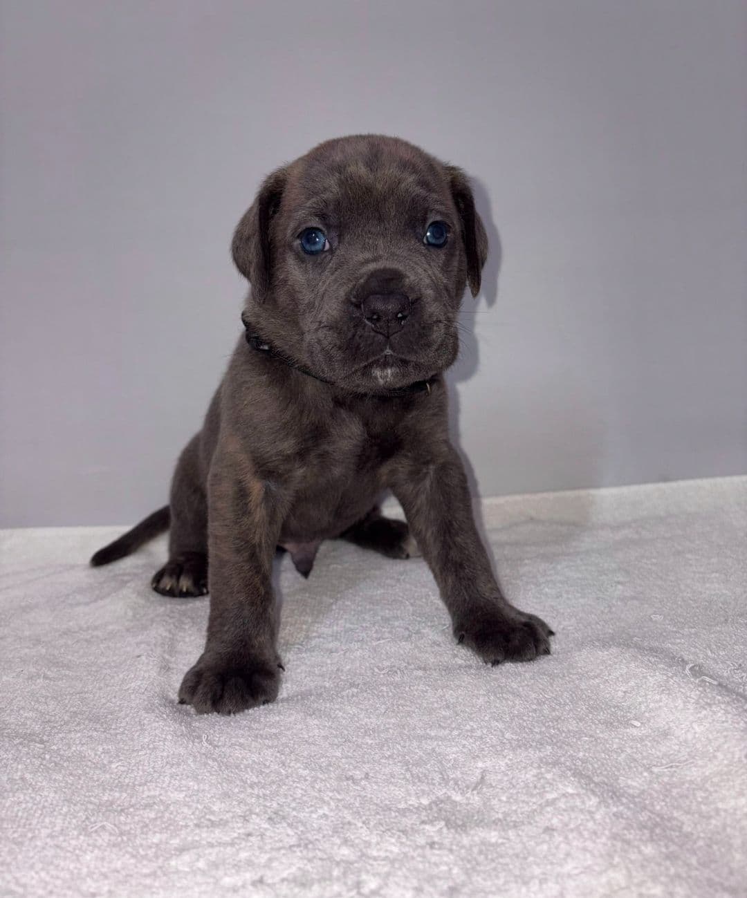 Cane Corso Puppies breeder image 13