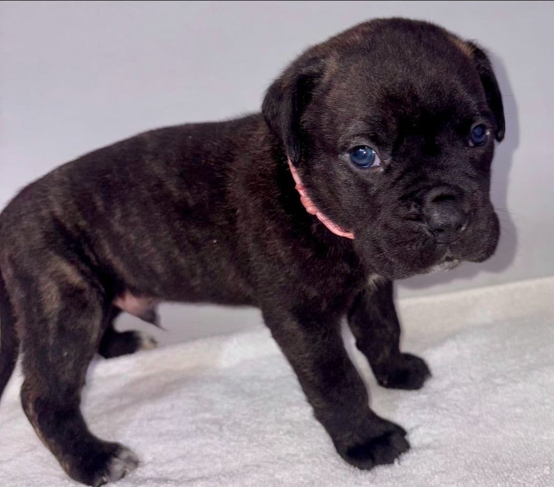 Cane Corso Puppies breeder image 14
