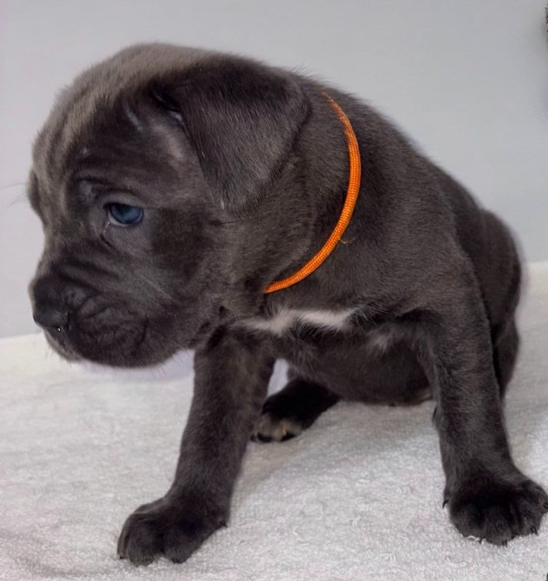 Cane Corso Puppies breeder image 15