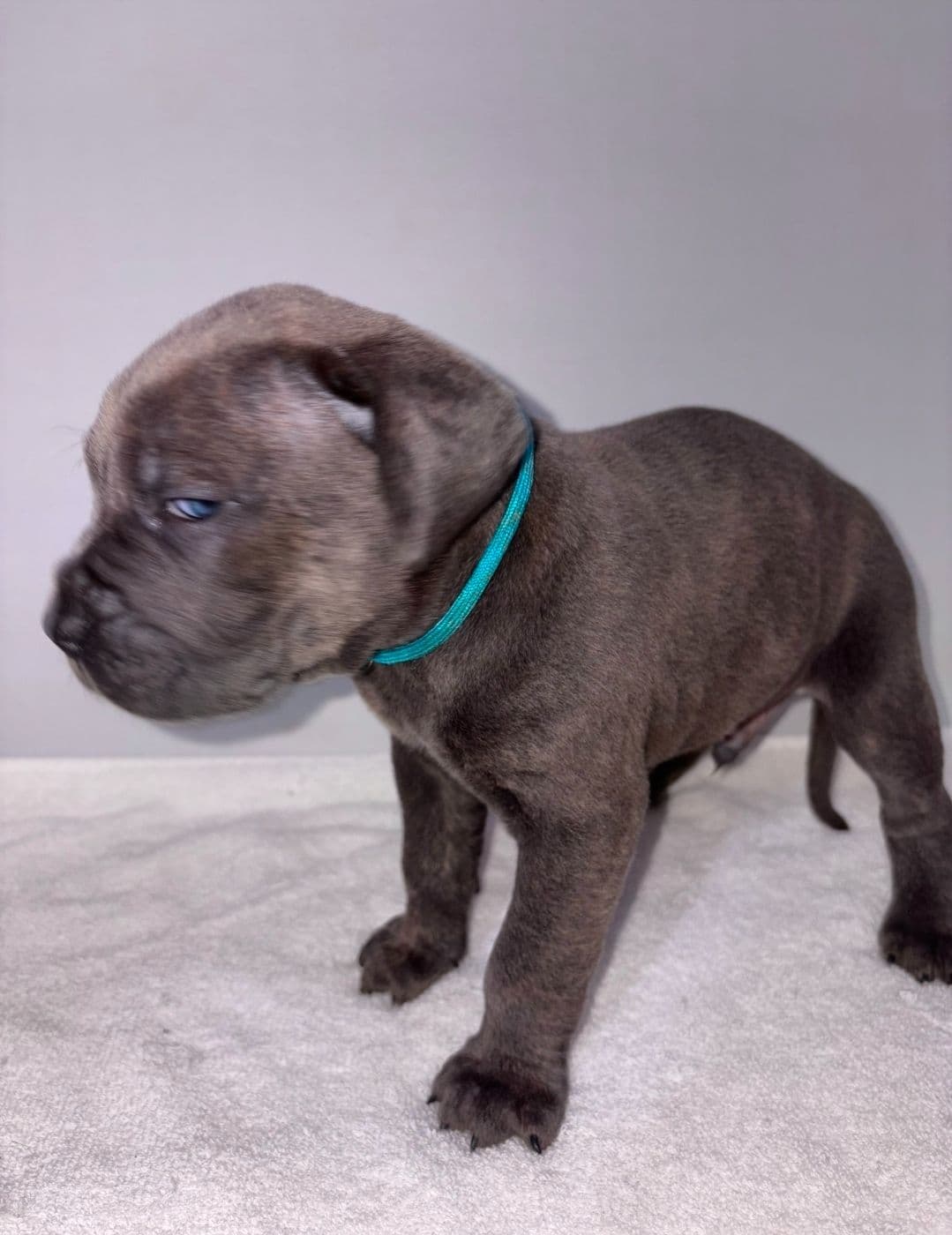 Cane Corso Puppies breeder image 17