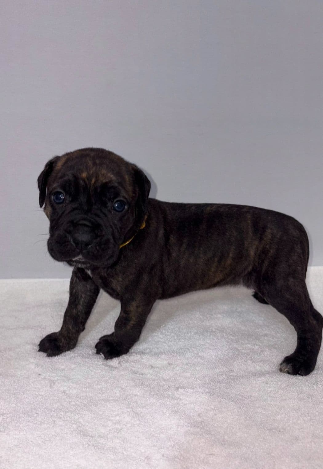 Cane Corso Puppies breeder image 16
