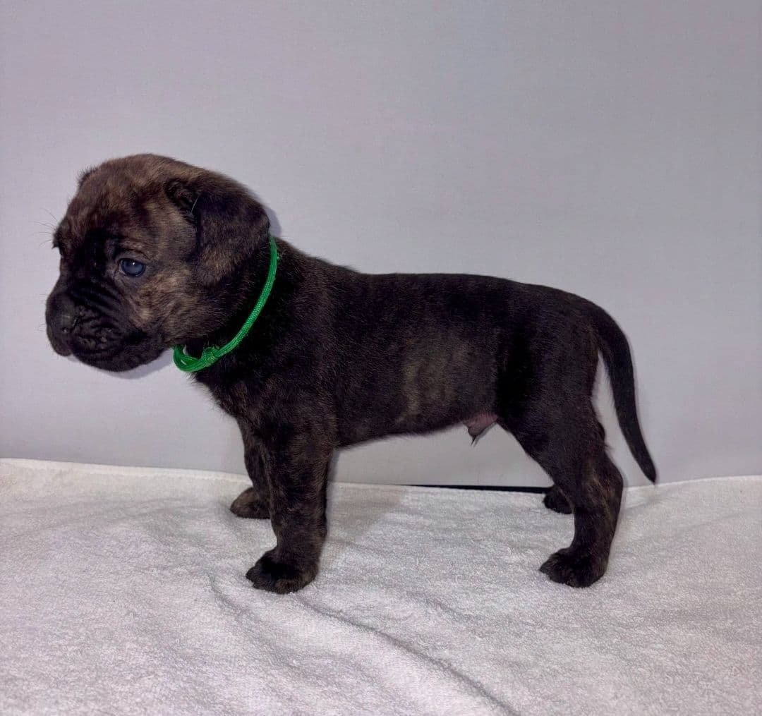 Cane Corso Puppies breeder image 18