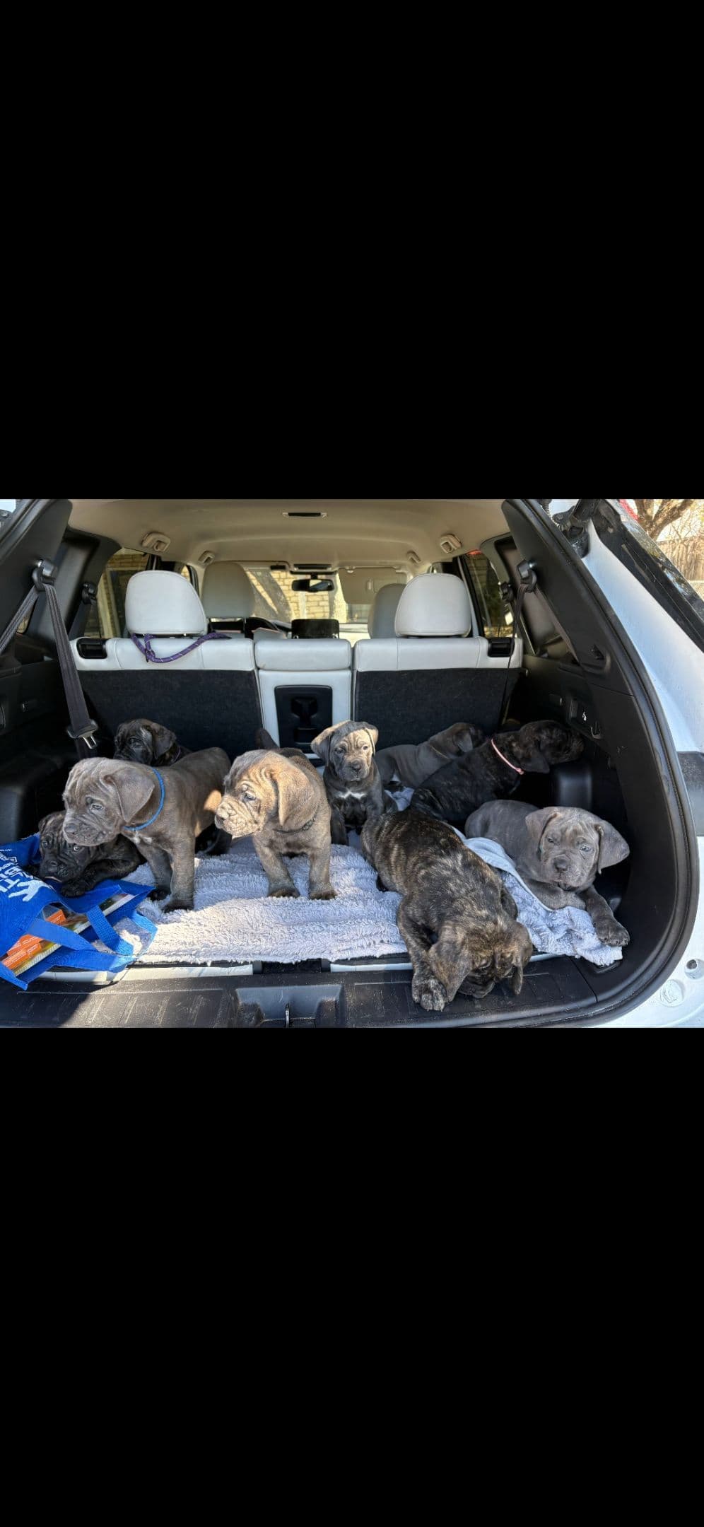 Cane Corso Puppies breeder image 1