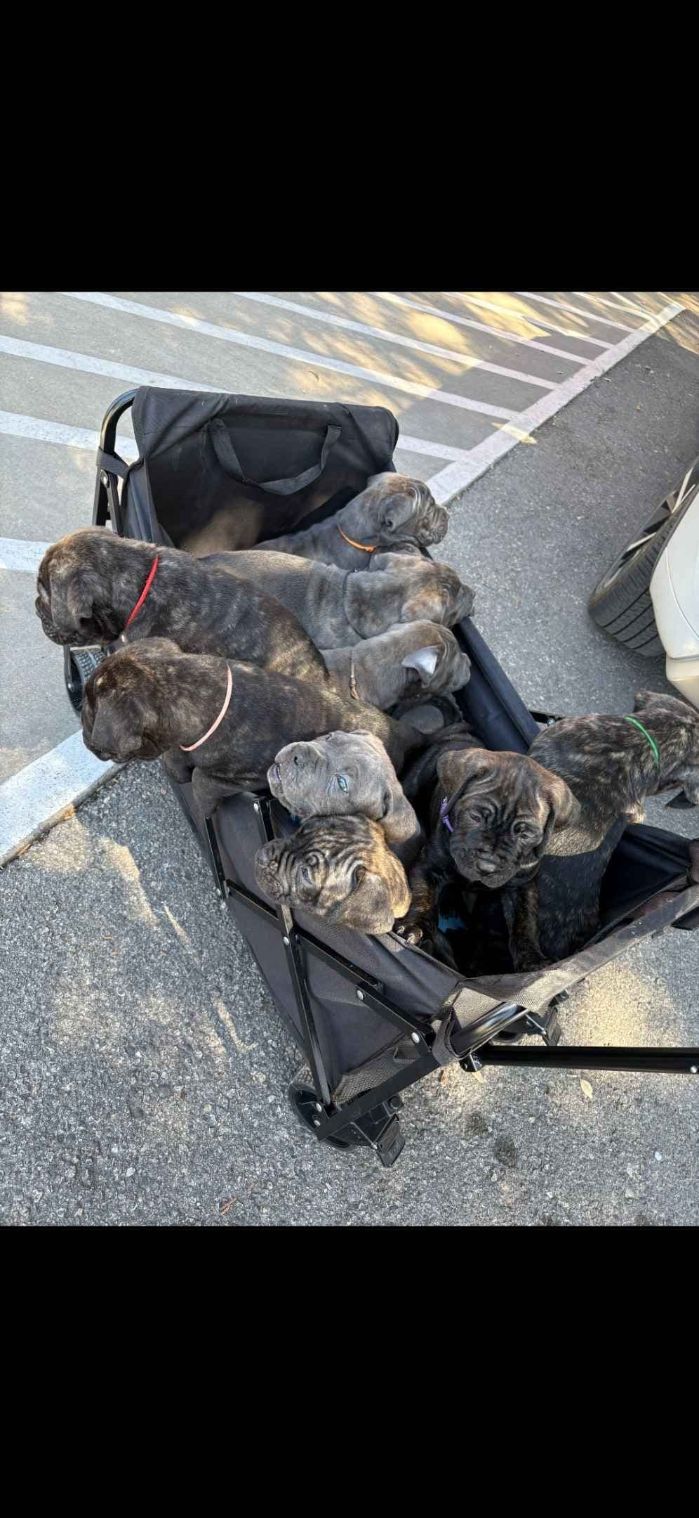 Cane Corso Puppies breeder image 8
